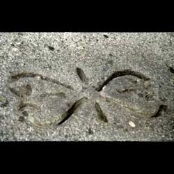 Tortona von Hans Henschel